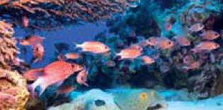 Marsa Alam