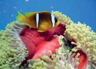Marsa Alam