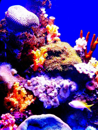 Aquarium