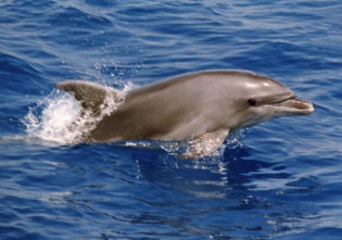 Delfinárium