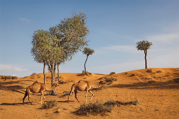 Nejpůsobivější pouštní safari v Dubaji