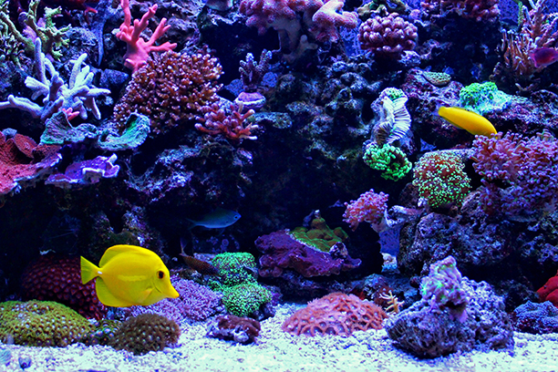 Barcelonské akvárium