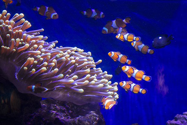 Barcelonské akvárium