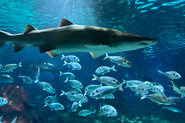 Barcelonské akvárium